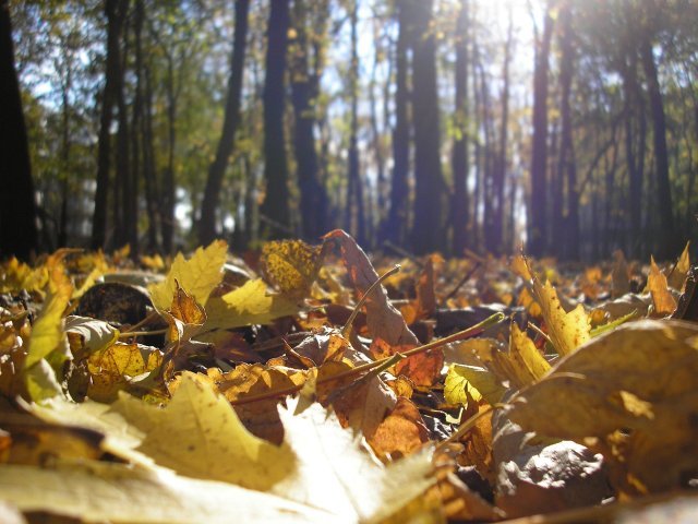 Fall in Montreal