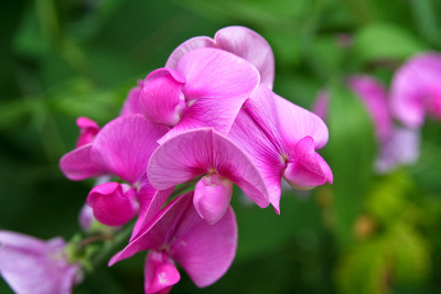 Pink Sweet Peas